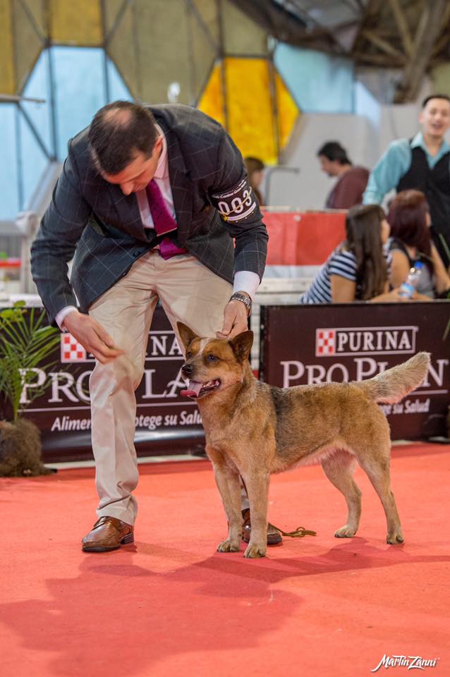 20638721_721240508075249_3684036293387242131_n