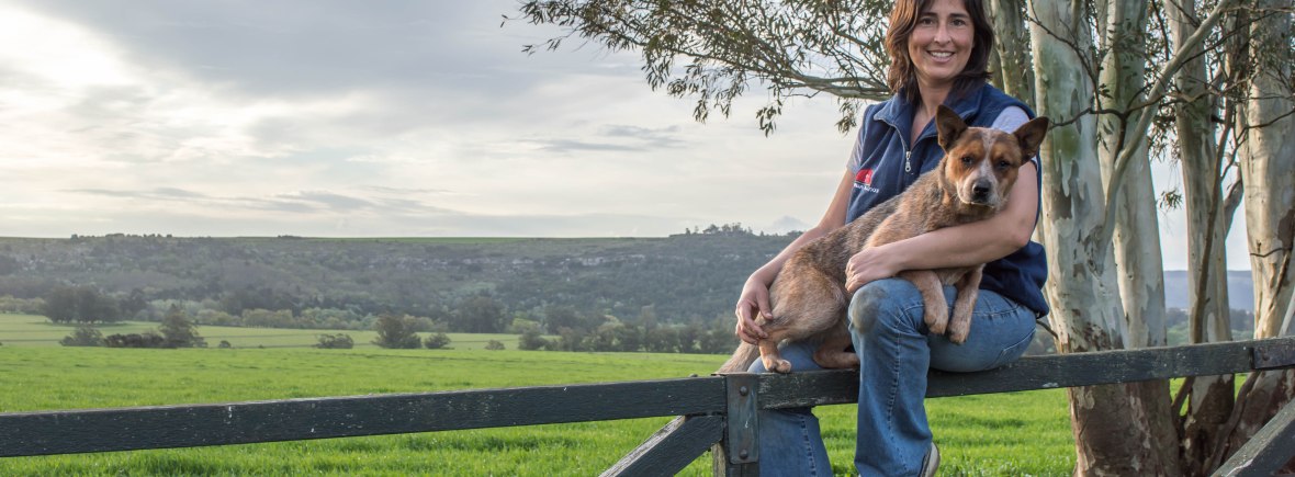 Australian Cattle Dog Argentina
