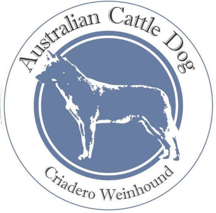 Australian Cattle Dog - Criadero Weinhound