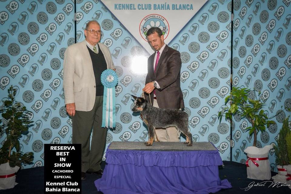 22365227_749264768606156_2665818807518636806_n