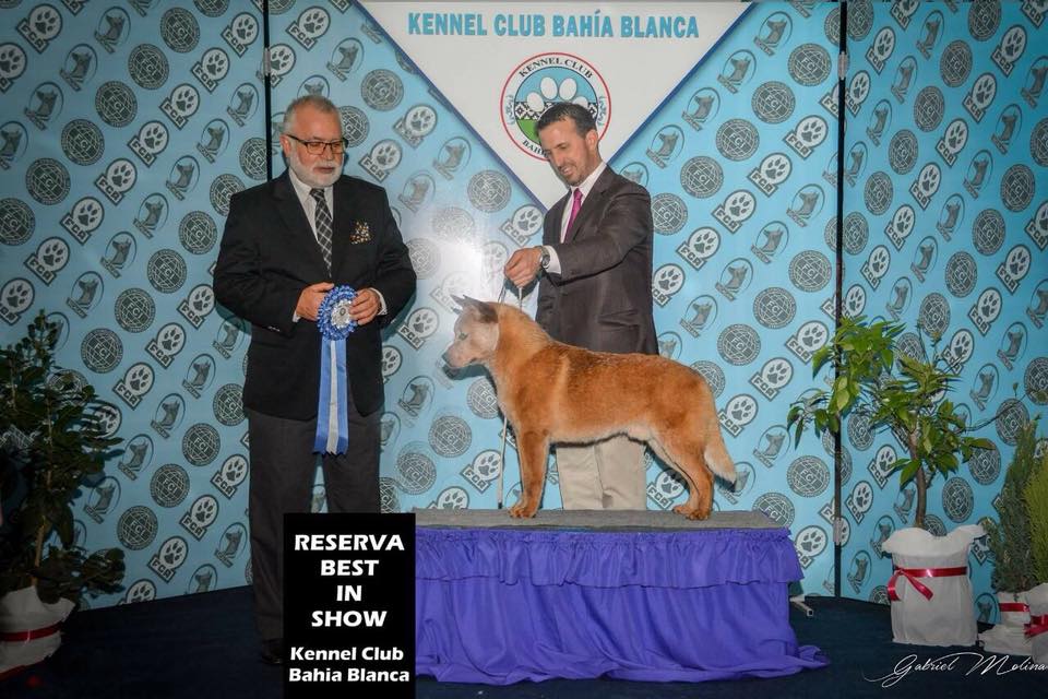 22365343_749257381940228_4238407387470254912_n