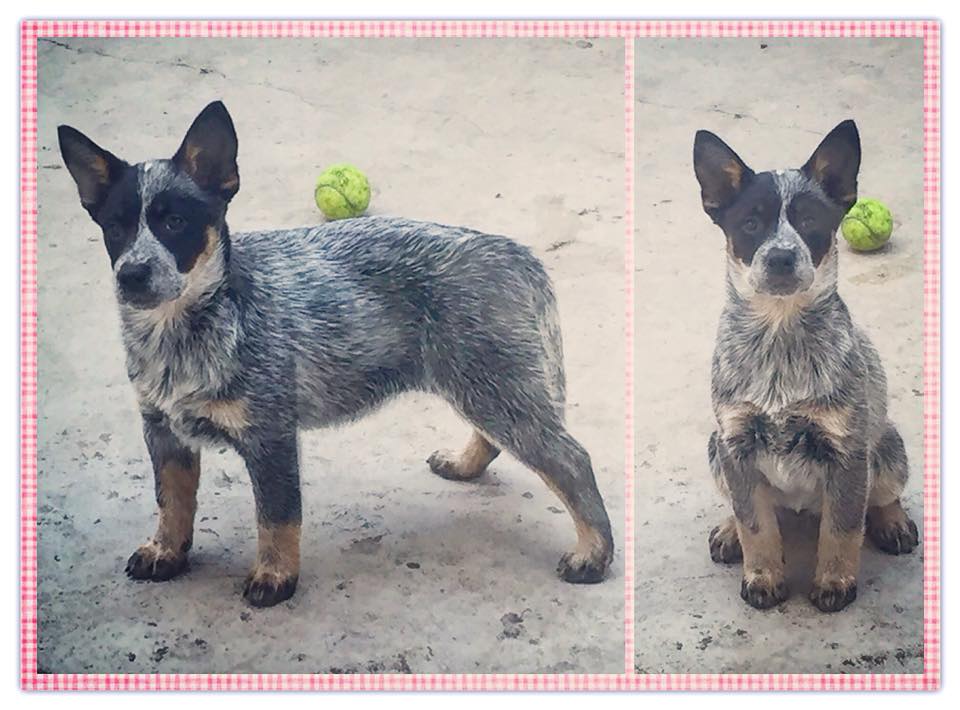 22815352_756586121207354_2324802850814150411_n