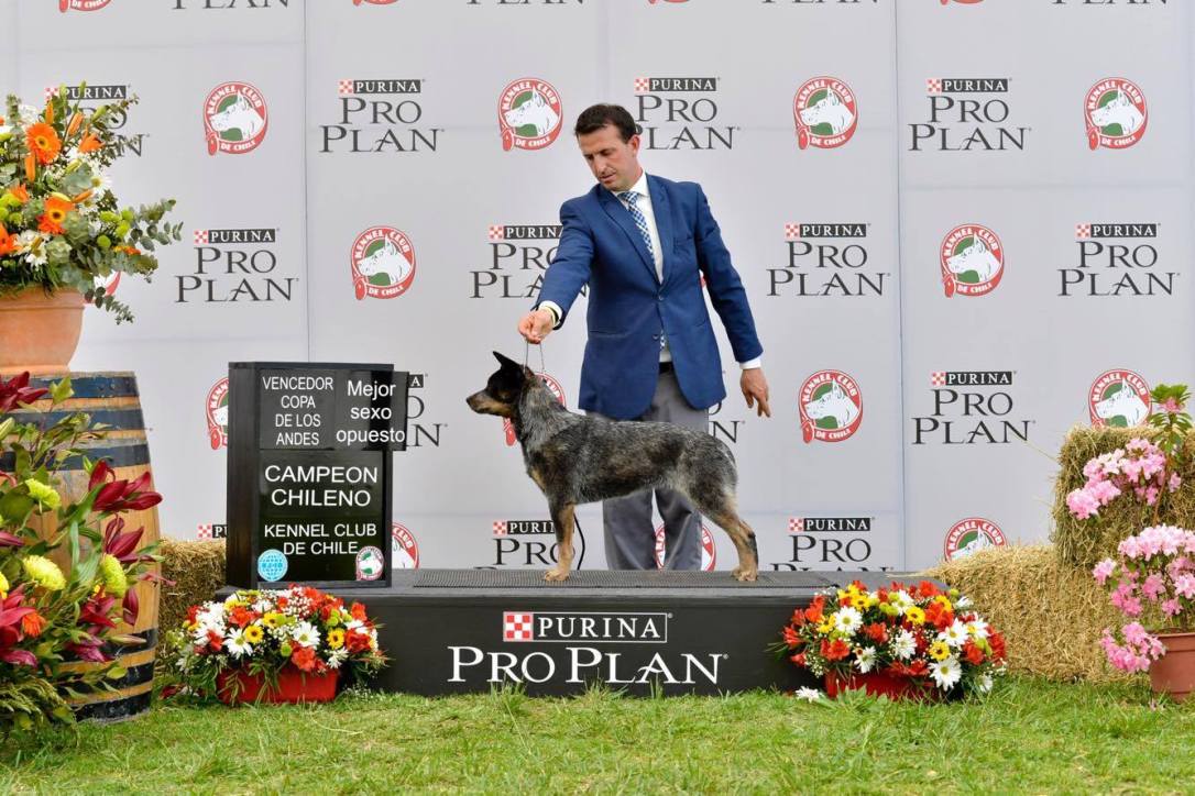 22908394_1963809730526933_555205969_o