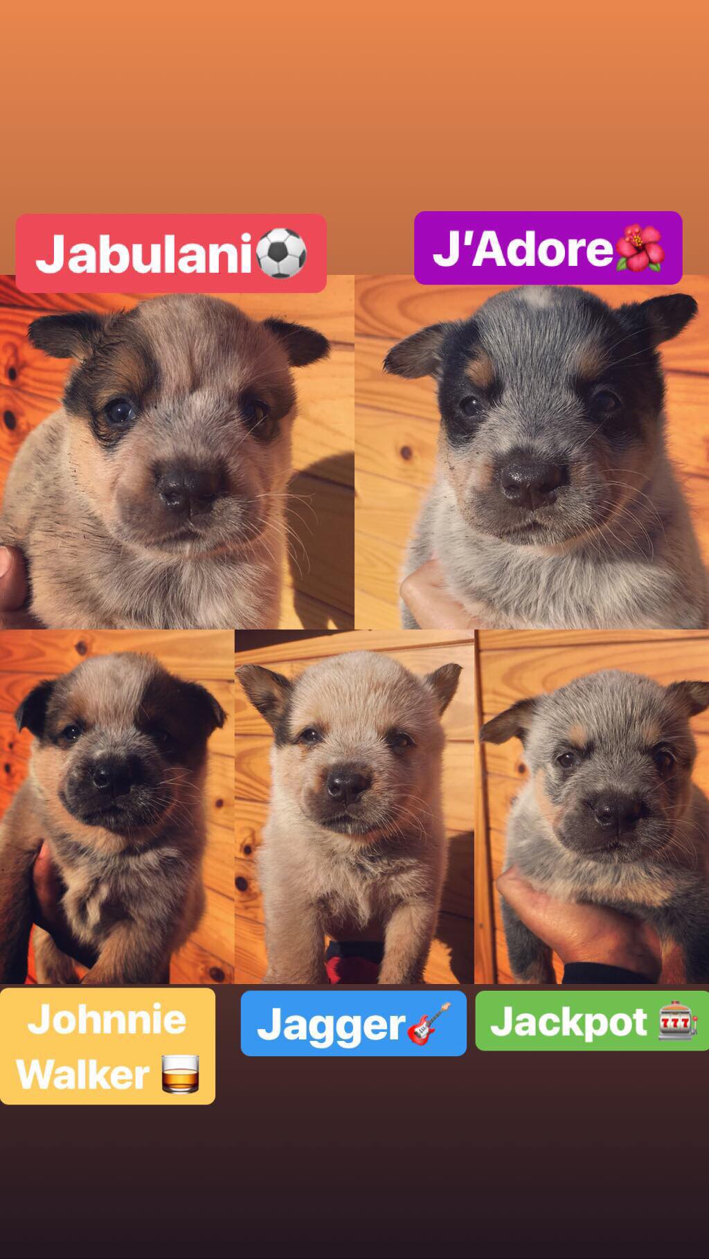 29692956_2037213419853230_1617117565_o