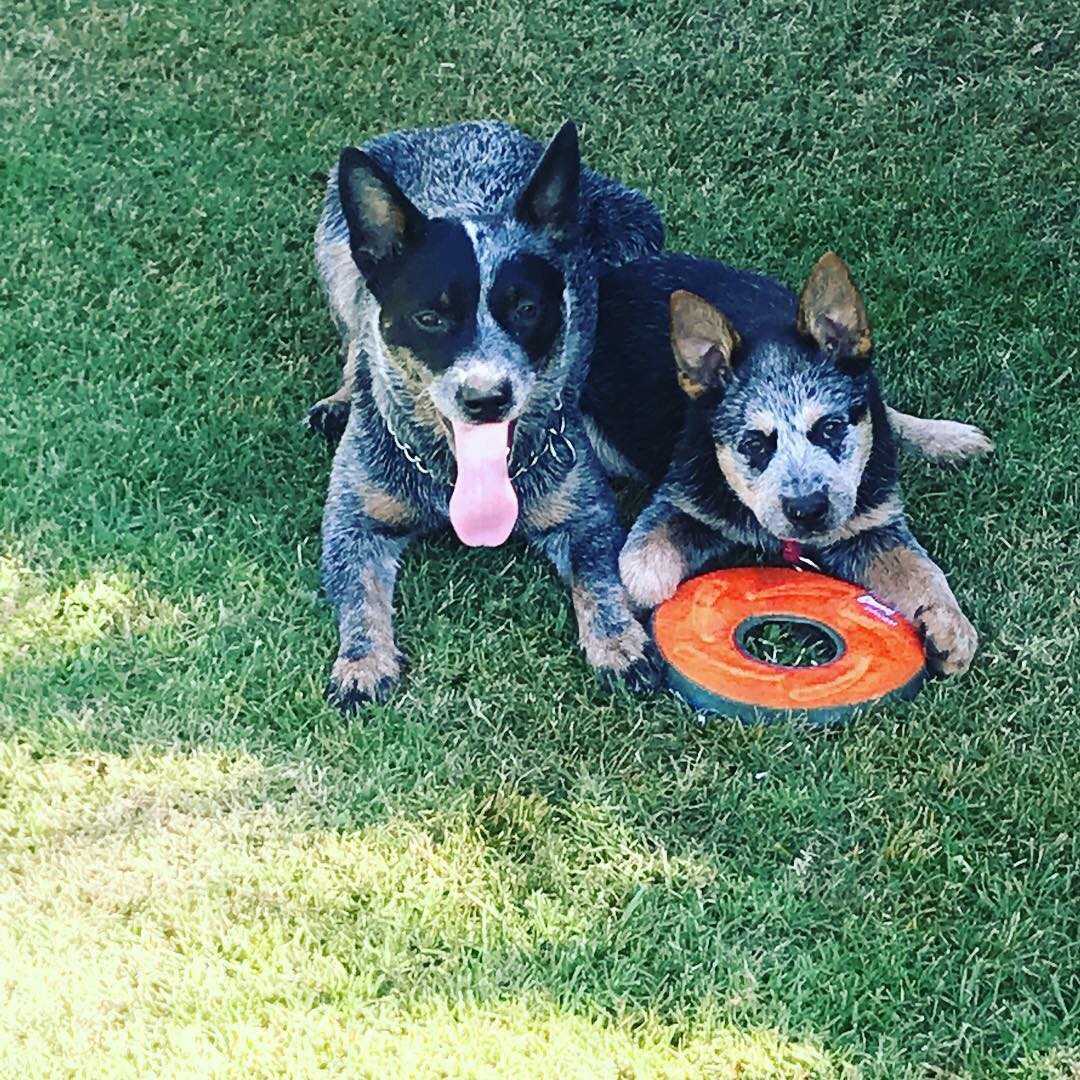 33020215_2062109907363581_7405049236401684480_n