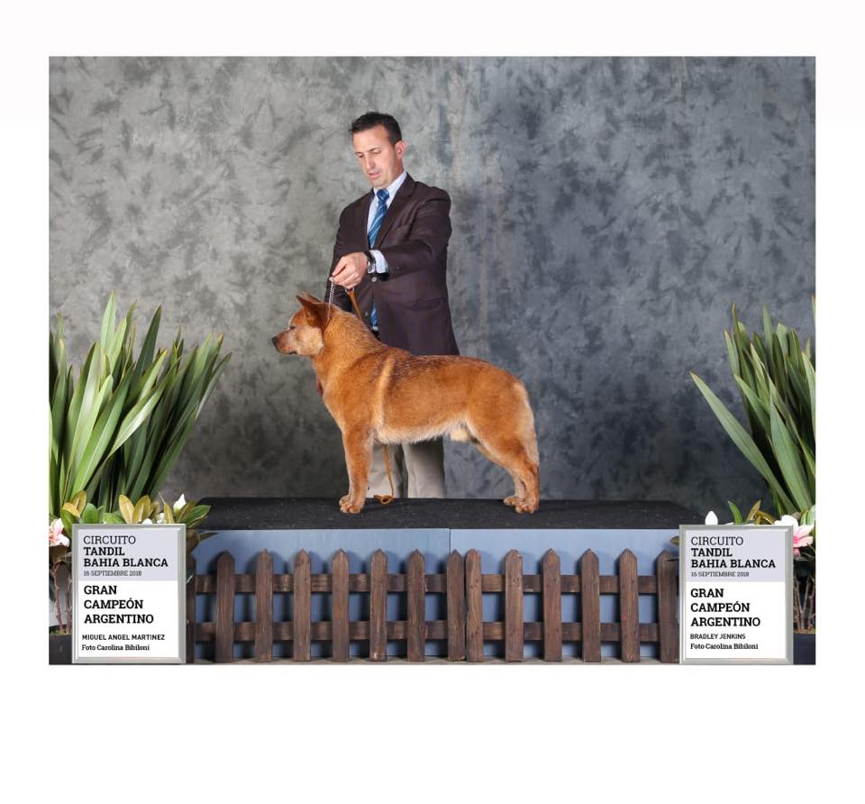 42058873_966137683585529_6483936965119967232_n