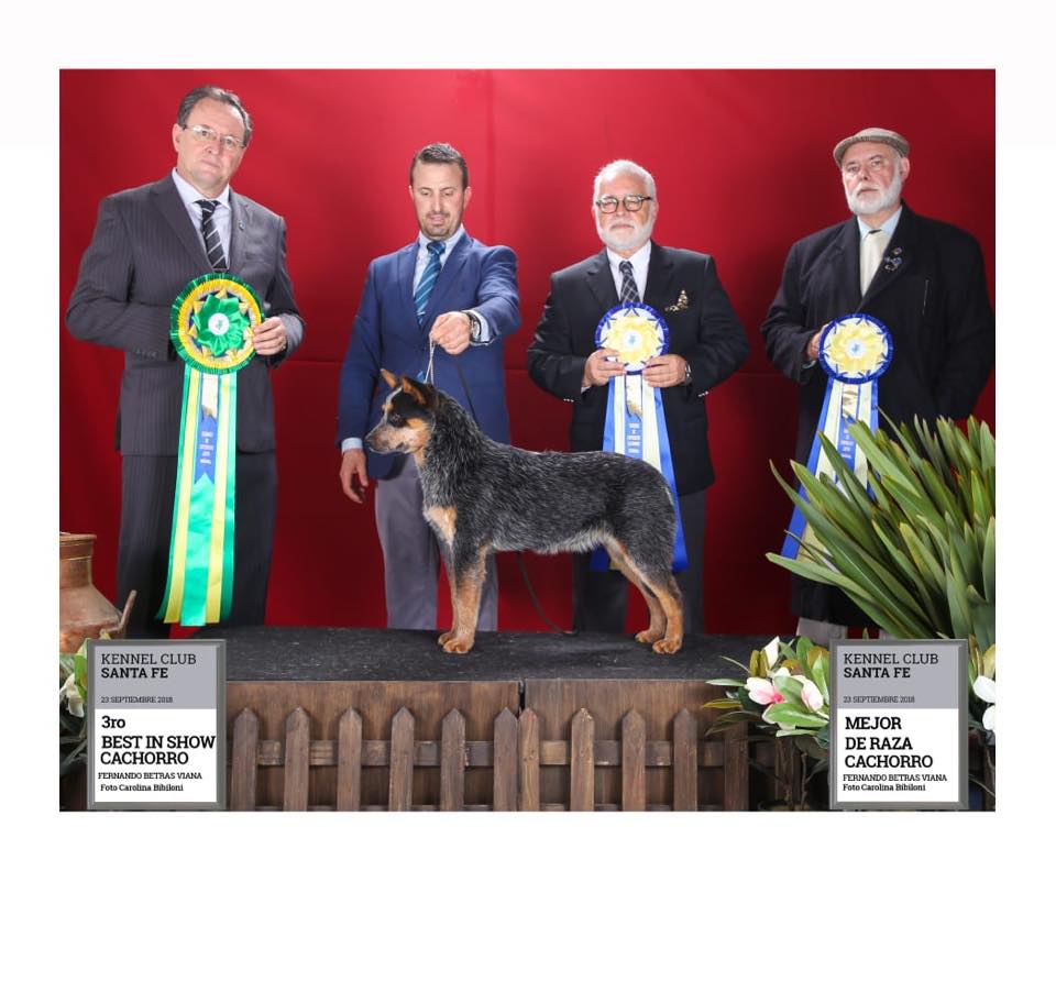 42388205_969610863238211_6559480002428010496_n